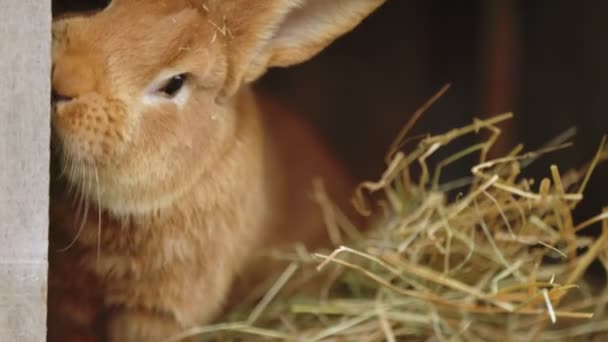 Kanin sitter i sin bur — Stockvideo