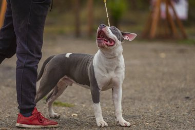 Pit bull terrier köpeği parkta oturuyor.