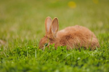 Bahçedeki turuncu tavşan.