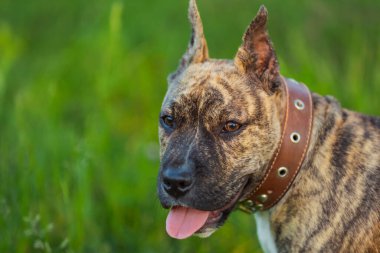 Pidpool köpeği doğada yürüyor.