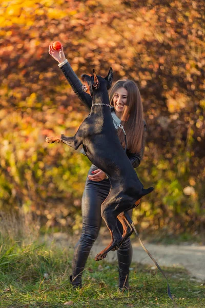 Девушка, играющая с собакой доберман — стоковое фото