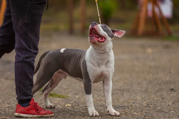 Pitbull terriër hond zittend op de speelplaats — Stockfoto