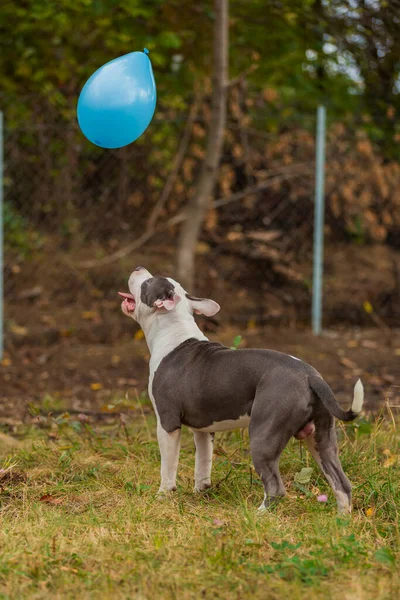 pit bull terrier dog playing with a balloon