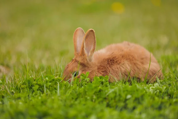 草坪上的橙色兔子 — 图库照片