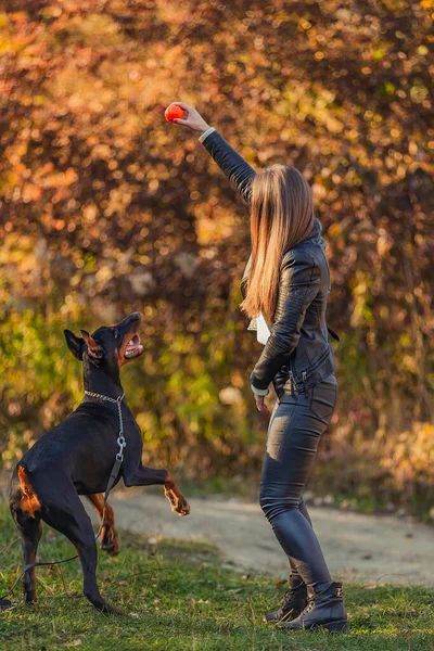 Девушка, играющая с собакой доберман — стоковое фото