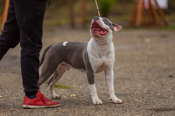 Pit bull terrier dog sitting on the playground — ストック写真