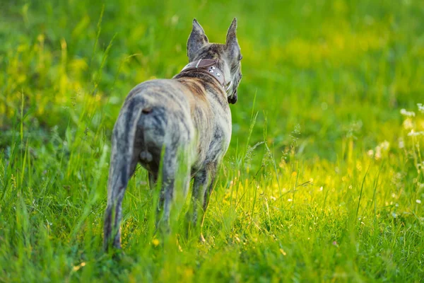 Pidpool hond wandelen in de natuur — Stockfoto