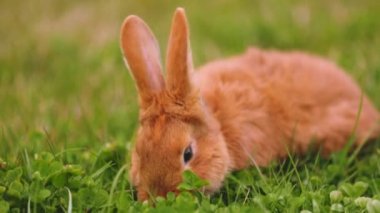 Tavşan çimenlerde otluyor.