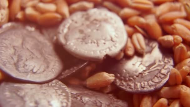 Staré mince na pšeničných zrnech — Stock video