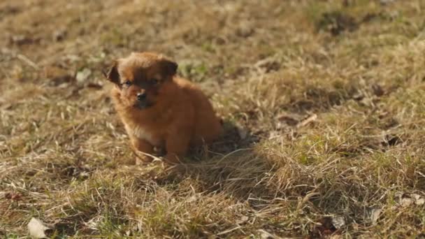 Cachorro sentado en el césped — Vídeo de stock