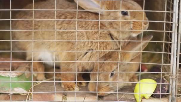 Twee konijnen in een kooi — Stockvideo