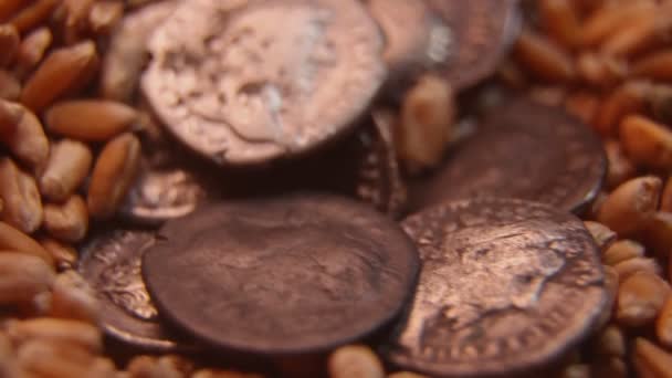 Old coins on wheat grain — ストック動画