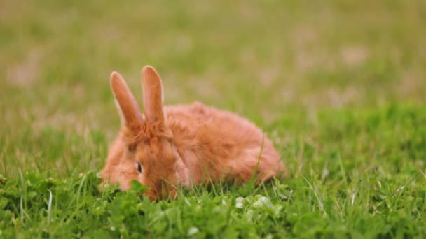 Conejo pastando en el césped — Vídeos de Stock