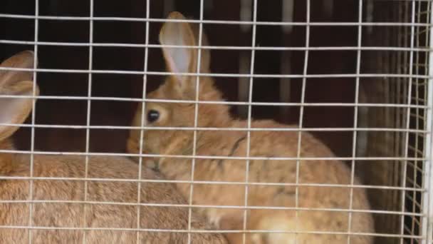 Dois coelhos em uma jaula — Vídeo de Stock
