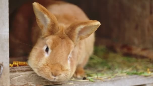 Coniglio siede nella sua gabbia — Video Stock