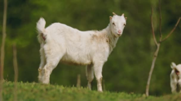 Cabras domésticas pastam no gramado — Vídeo de Stock