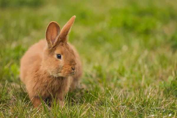 Orange rabbit on the lawn — Stock Photo, Image