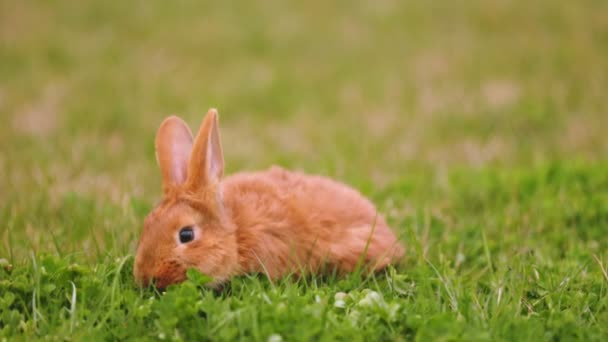 Wypas królików na trawniku — Wideo stockowe