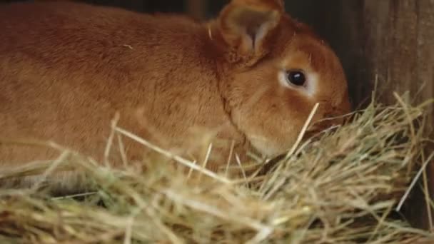 Conejo se sienta en su jaula — Vídeos de Stock