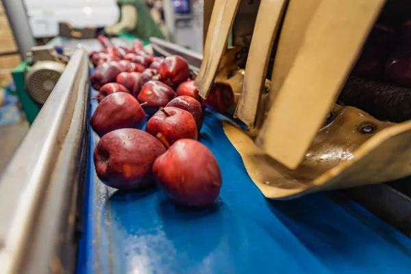 Red apples on the packaging line — Zdjęcie stockowe