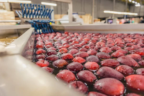 Washing red apples in large quantities for further transfer to the packaging line — Stok fotoğraf