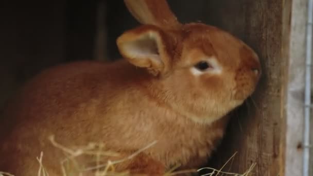 Lapin est assis dans sa cage — Video