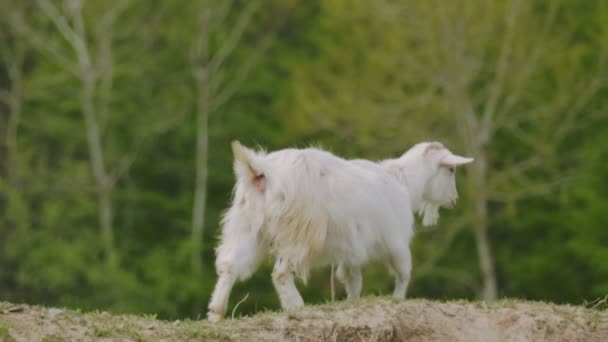 Domestic goat grazes on the lawn — Stock videók