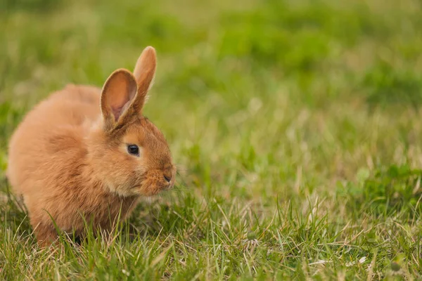 Bahçedeki turuncu tavşan.