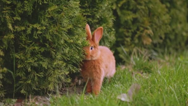 잔디 위에서 풀을 뜯는 토끼 — 비디오