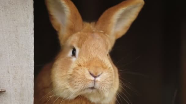 兔子坐在他的笼子里 — 图库视频影像