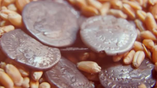 Old coins on wheat grain — Vídeos de Stock