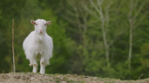 Háziasított kecske legelő a gyepen — Stock videók