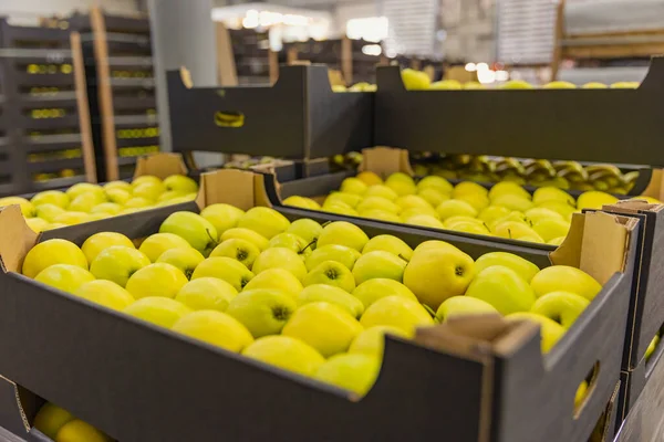 yakın plan sarı elmalar.