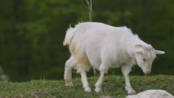 Evcil keçi çimenlerde otluyor. — Stok video