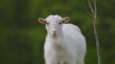 domestic goat grazes on the lawn