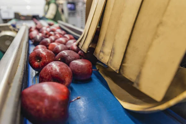 Red apples on the packaging line — Foto Stock