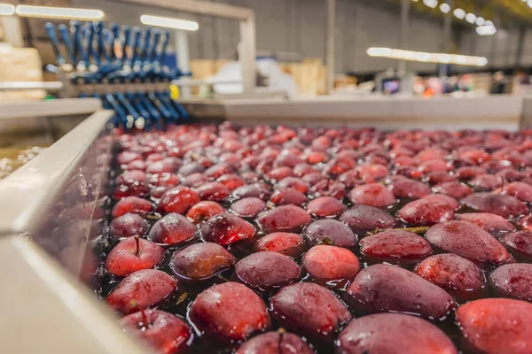 Washing red apples in large quantities for further transfer to the packaging line — Stok fotoğraf