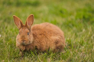 Bahçedeki turuncu tavşan.