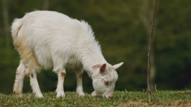 Cabras domésticas pastam no gramado — Vídeo de Stock