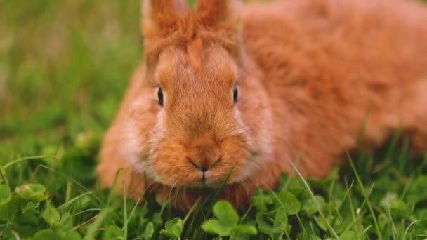 Rabbit grazing on the lawn — Stock Video