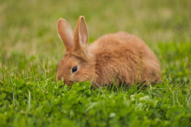 Bahçedeki turuncu tavşan.