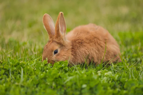 Bahçedeki turuncu tavşan.