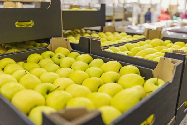 Boxed yellow apples close-up — Foto Stock