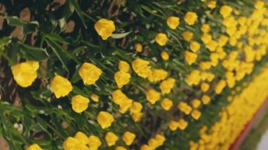 Sahada bir sürü sarı lale var.