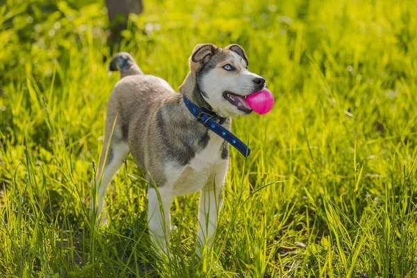 Husky dog playing with a pink ball — Stockfoto