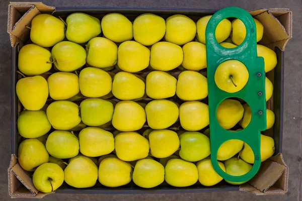 Boxed yellow apples close-up — Stok fotoğraf