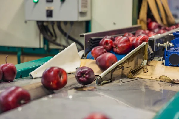 Red apples on the packaging line — Zdjęcie stockowe