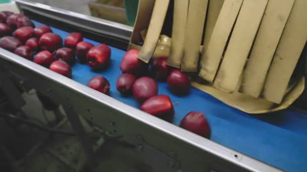 Automatic feeding of apples — ストック動画
