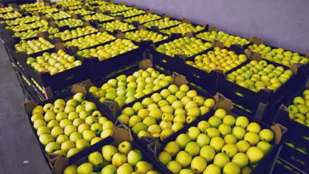 Sok doboz sárga alma. — Stock videók