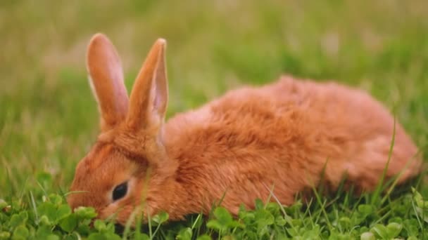 Tavşan çimenlerde otluyor. — Stok video